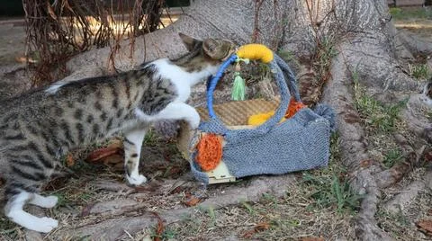 Cats exploring basket Stock-Fotos