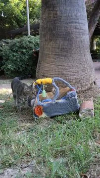 Cats exploring basket Stock Photos