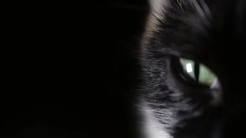 Cat's eye close-up on black background. Stock Footage 155325503