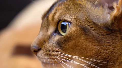 Cat's eye close up Stock Footage 88077392