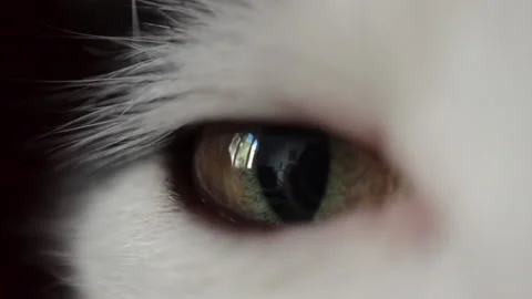 Cat's eye close up Stock Footage
