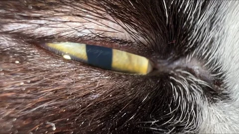 Cat's eye close up Video stock 223863109