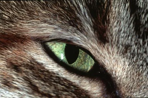 Cat's Eye Close-up Stock Photos