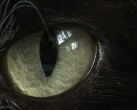 Cat's Eye Stock Footage 702861