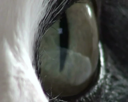Cat's Eye Stock Footage 711161
