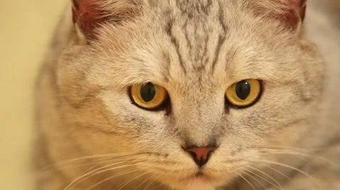 Cat's-eye. Stock Footage 45033590