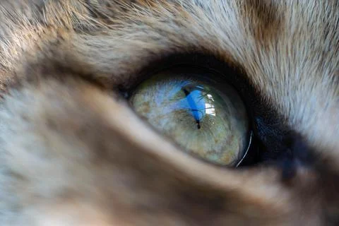 Cat's eye in macro cat's muzzle close-up. Portrait of a green-eyed cat Stock Photos
