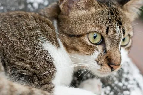 Cat's eye Stock Photos
