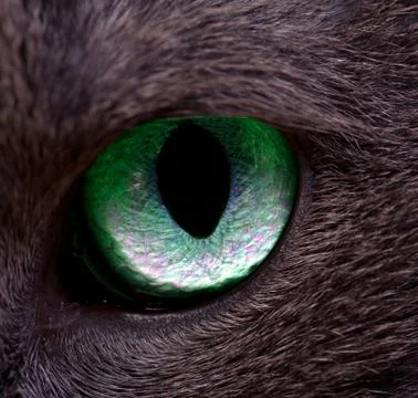 Cat's eye Stock Photos