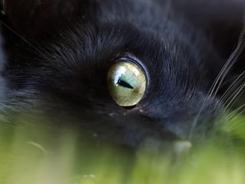 Cats Eye Foto stock