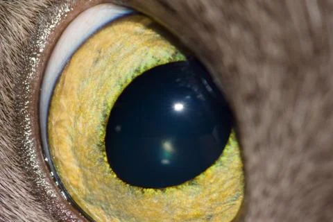 Cat's eye Stock Photos