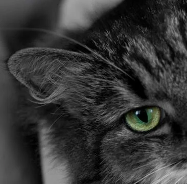 Cat's eye Stock Photos