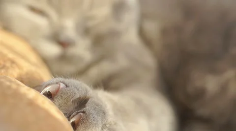 Cat's eyes on a background of large paws with claws Video stock 45588082