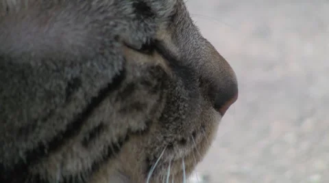 Cat's eyes close-up Stock Footage 5165471
