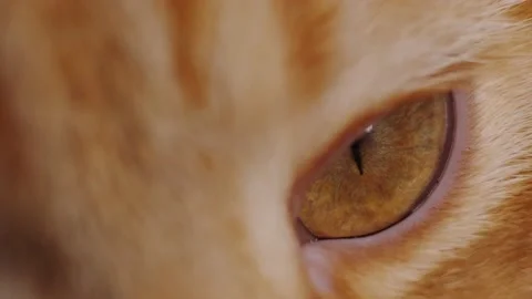 Cat's eyes Stock Footage 131207766