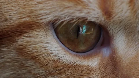 Cat's eyes Stock Footage 131207813