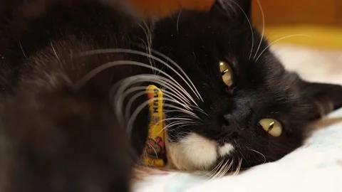 Cat's eyes Video stock 236947410
