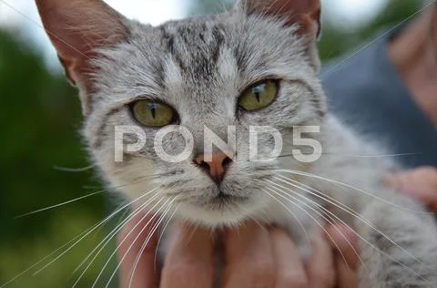 in the cat's eyes