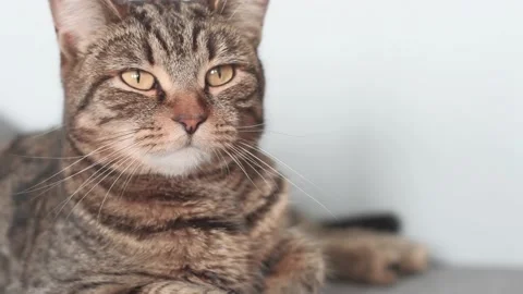 Cat's face close-up. Stock Footage 157901062