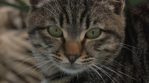 Cat's face close up Stock Footage 219016706