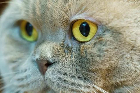 Cat's face close-up Stock Photos