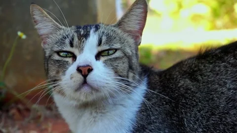 The cat's face is confused Stock Footage 251417693