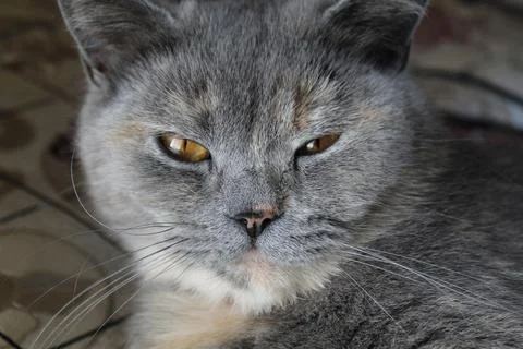 Cat's face Stock Photos