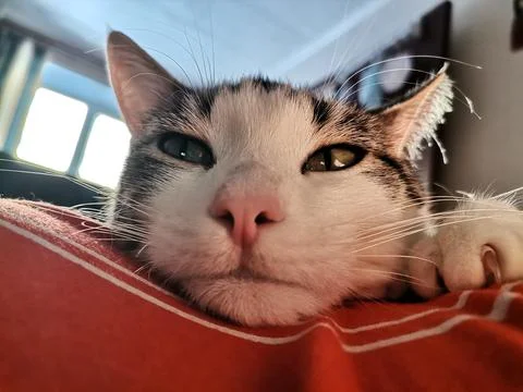 Cats face Stock Photos