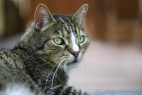 Cats face Stock Photos