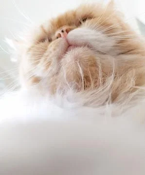 Cat's face visible from below Stock Photos