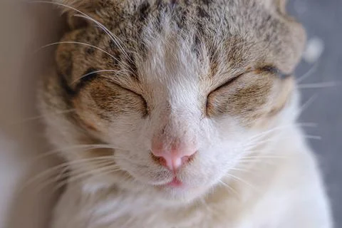 A cat's face while it's sleeping Stock Photos