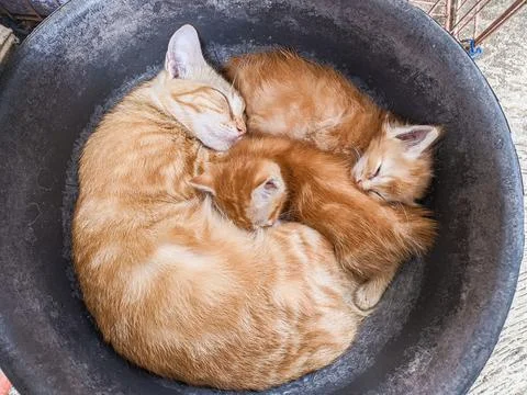 The cats fall asleep between the mother and her two children Stock Photos