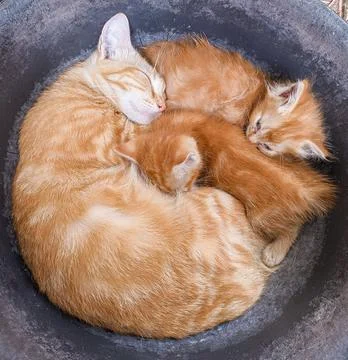 The cats fall asleep between the mother and her two children Stock Photos
