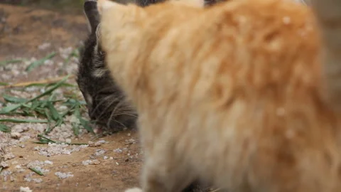 Cats at the feeder Stock Footage 106247103