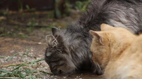 Cats at the feeder Stock Footage 106251510