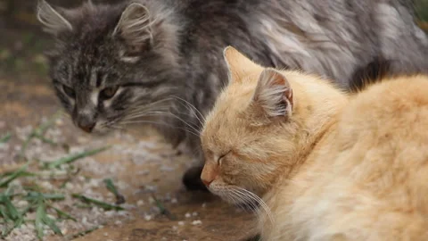 Cats at the feeder Stock Footage 106253957