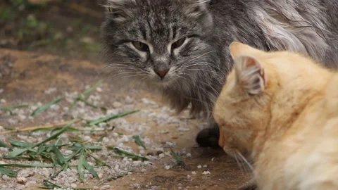 Cats at the feeder Stock Footage 106611137