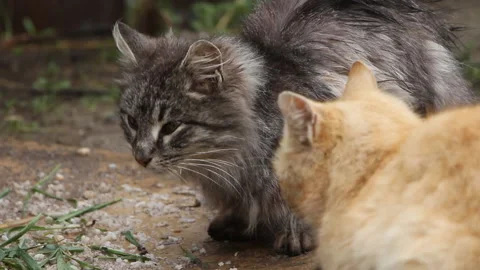 Cats at the feeder Stock Footage 106614068