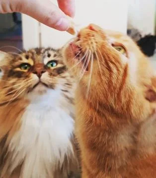 Cats Feeding The Predators Stock-Fotos