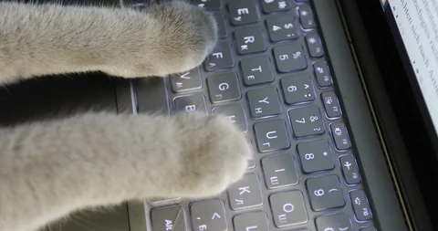 Cat's feet are printed on the computer. Stock Footage 85784834