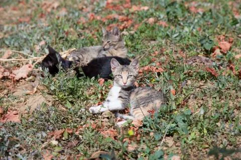 Cats on a field Stock Photos