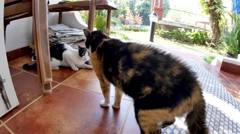 Cats fight Video stock 49270844