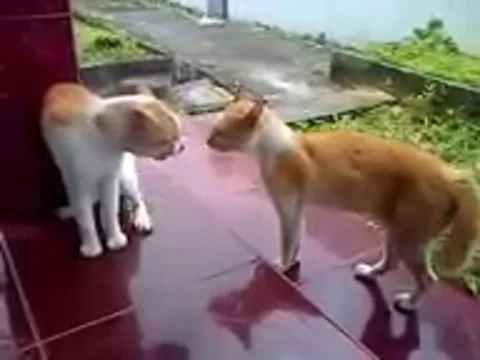 Cats fight Stock Footage 243587399