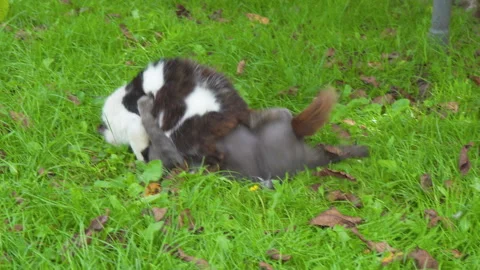 Cats fight on grass Video stock 320841600