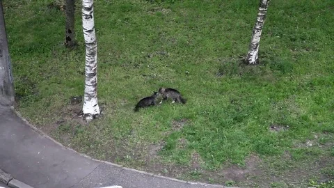 Cats fighting. Epic battle Stock Footage 72997896