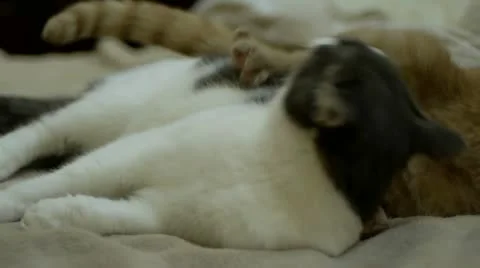 Cats Fighting Stock-Footage 12517276