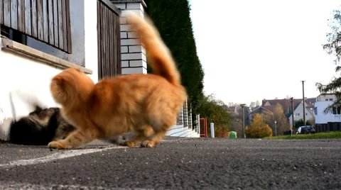 Cats fighting Video stock 33549590