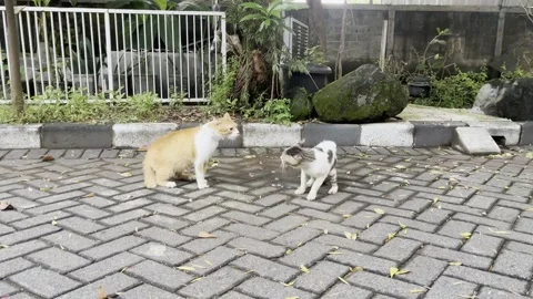 Cats Fighting Video stock 311353698