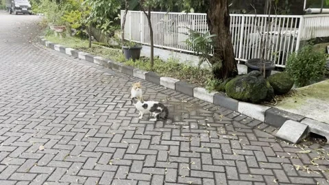 Cats Fighting Stock Footage 311353703
