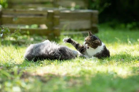 Cats fighting outdoors in garden Stock Photos